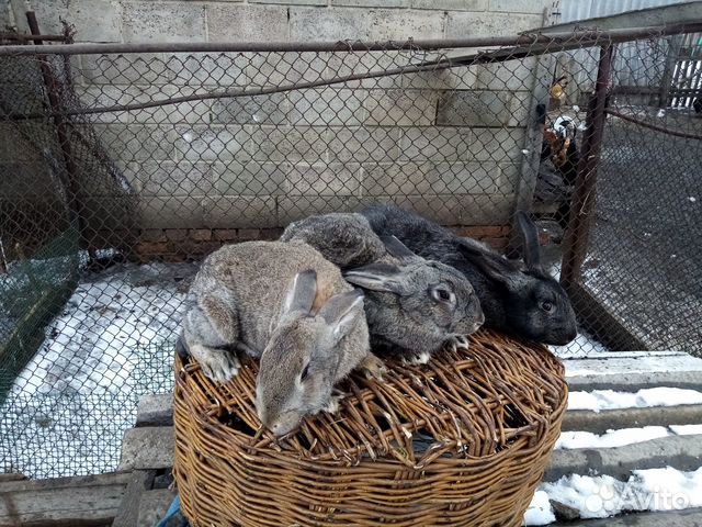 Продаются кролики самцы,возраст 4 месяца купить на Зозу.ру - фотография № 2