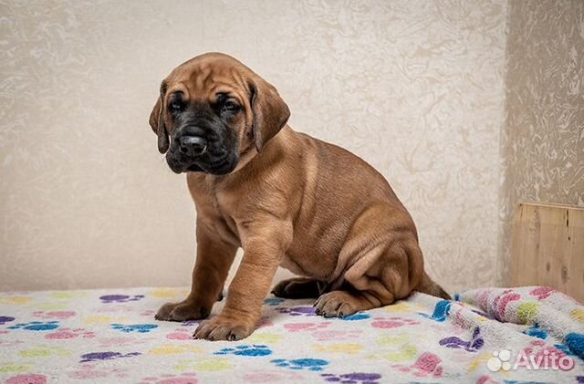 авито щенок дога