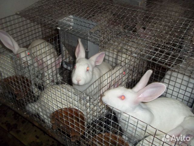 Продам кроликов "Хиколь" купить на Зозу.ру - фотография № 2