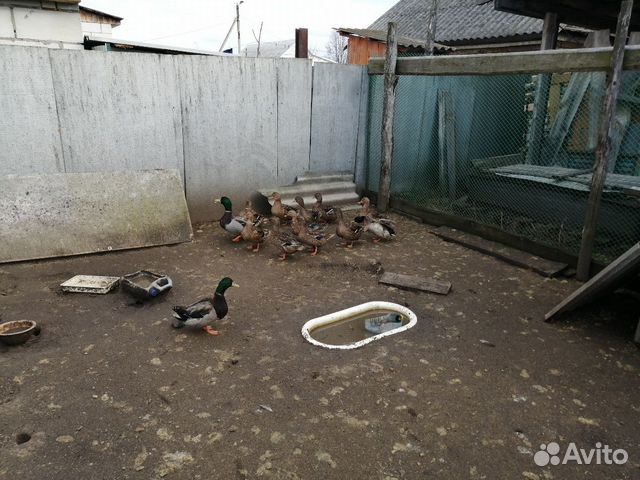 Подсадные дикие утки и селезни купить на Зозу.ру - фотография № 5