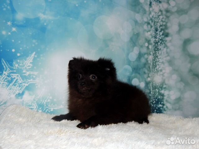 Девочка малого шпица