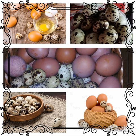 Продам Инкубационное Яйцо и цыплят купить на Зозу.ру - фотография № 1