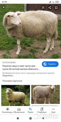 Продам.овец купить на Зозу.ру - фотография № 1