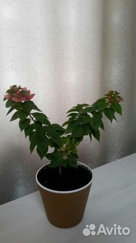 Цветы для дома цветущие и декоративные, доставка Цветы для дома цветущие и декоративные, доставка