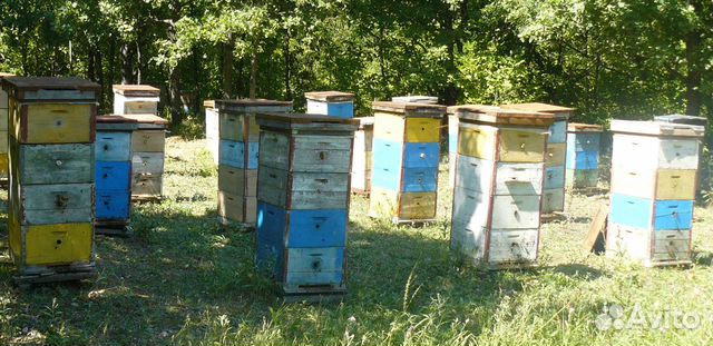 Пчелосемьи,ульи купить на Зозу.ру - фотография № 1