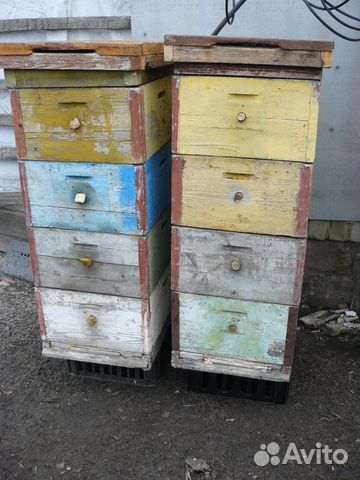 Пчелосемьи,ульи купить на Зозу.ру - фотография № 2