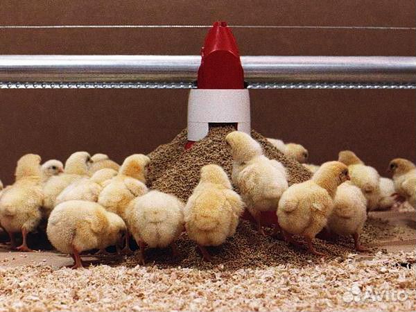 Комбикорм для цыплят-бройлеров купить на Зозу.ру - фотография № 1