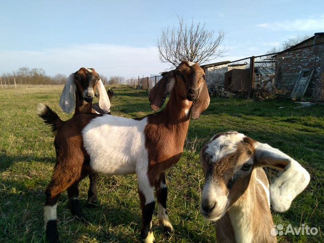 Англо-нубийские козлята,козы дойные купить на Зозу.ру - фотография № 6