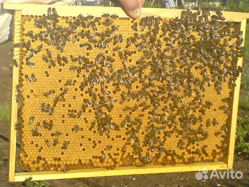 Пчелосемьи и пакеты карника купить на Зозу.ру - фотография № 3