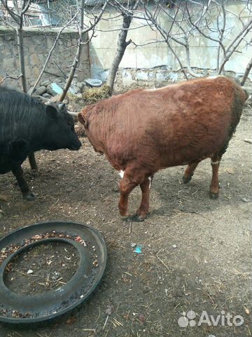 Купить бычка живым. Мясо в Дагестане большие порезали Бычков. Мясо в Дагестане порезали Бычков. Резают бычка.
