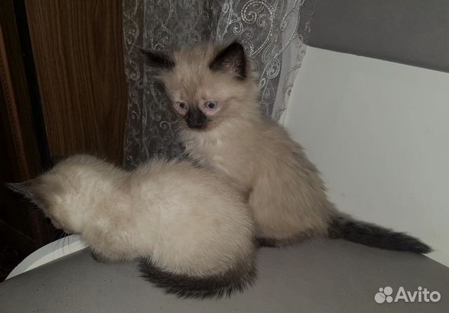 Тайские котята купить на Зозу.ру - фотография № 5