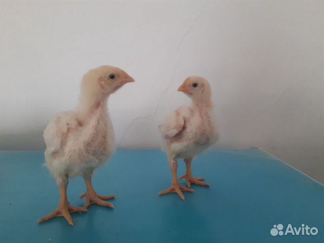 Цыплята бройлерные купить на Зозу.ру - фотография № 3