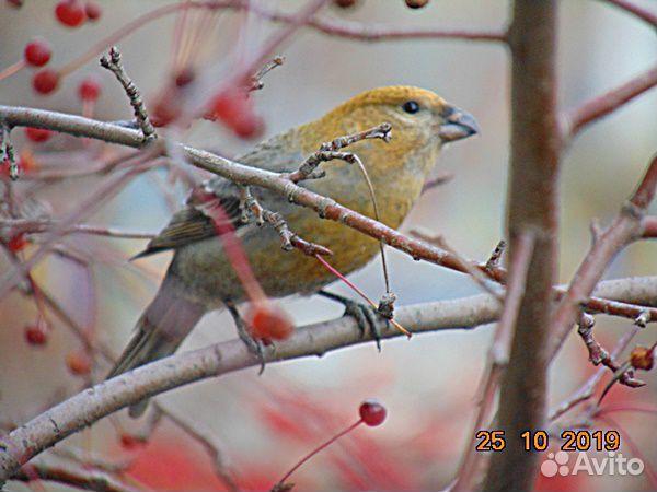 Лесные певчие птицы купить на Зозу.ру - фотография № 4