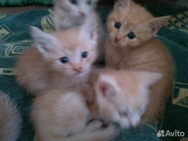 Рыжие котята купить на Зозу.ру - фотография № 3