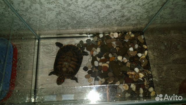 Черепаха+аквариум купить на Зозу.ру - фотография № 6