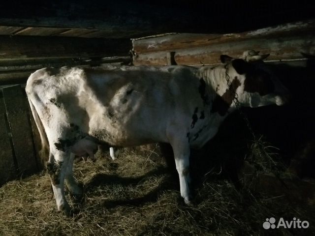 Продам корову с телёнком купить на Зозу.ру - фотография № 3