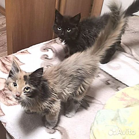 Котята 1,5 месяца купить на Зозу.ру - фотография № 1