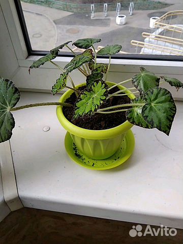 Бегони