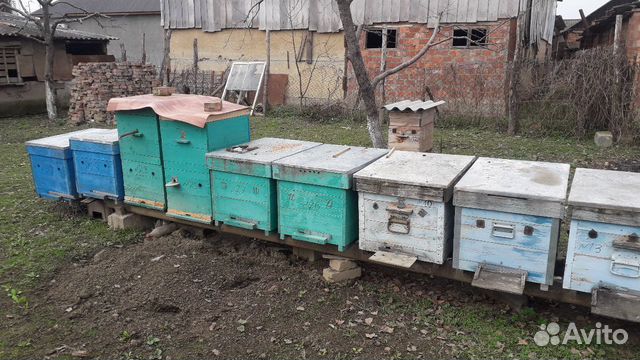 Пчёлы купить на Зозу.ру - фотография № 1