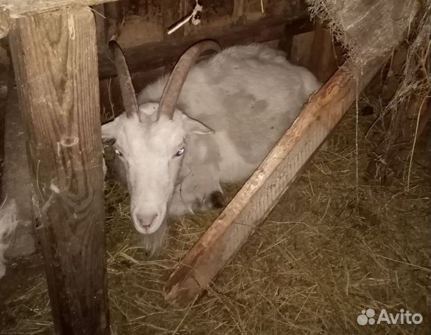 Продаются коза и козлята купить на Зозу.ру - фотография № 2