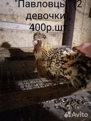 Курицы купить на Зозу.ру - фотография № 3