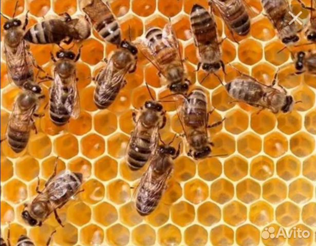Пчелосемьи в г. Комсомольск-на-Амуре купить на Зозу.ру - фотография № 1