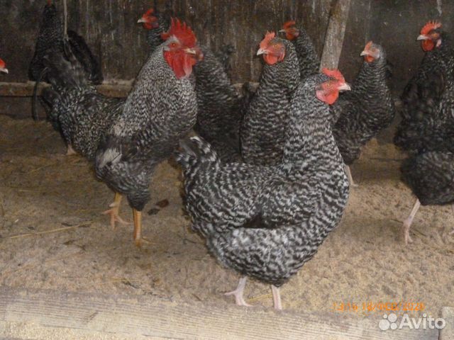 Суточные и подрощенные цыплята купить на Зозу.ру - фотография № 4