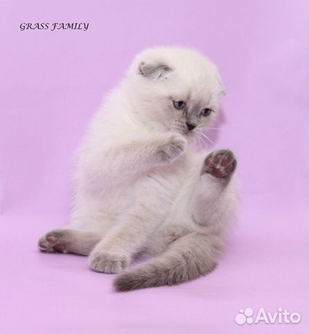 Элитные котята Элитные котята