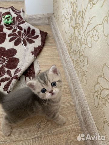 Продаётся чистокровный котенок купить на Зозу.ру - фотография № 2