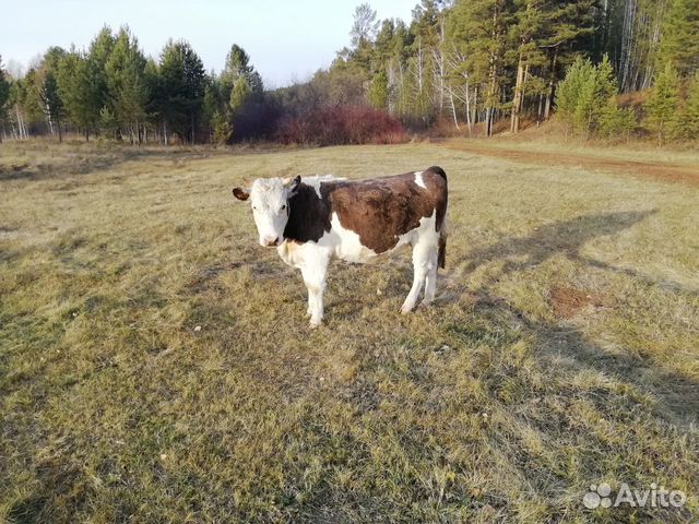 Продам коров и бычка купить на Зозу.ру - фотография № 1