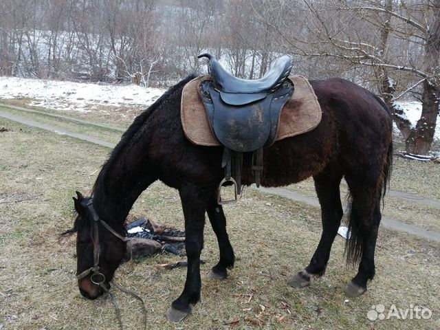 Объявления Животные Карачаево Черкесия