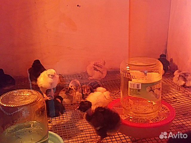 Цыплята разные купить на Зозу.ру - фотография № 2