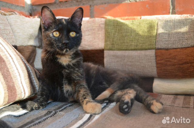 Котёнок-кошечка Муся 6 месяцев Котёнок-кошечка Муся 6 месяцев