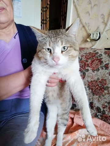 Кот в добрые руки Кот в добрые руки