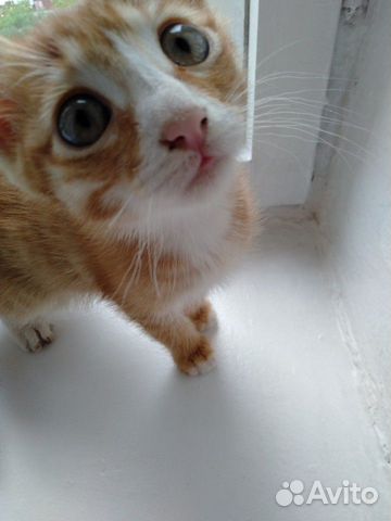 Люкс, 2мес Люкс, 2мес