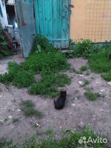 Кошка