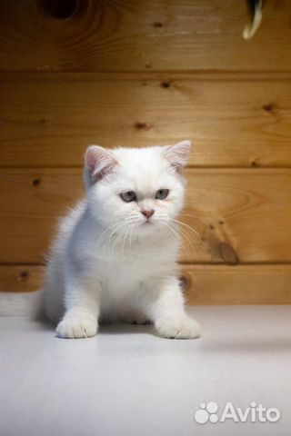 Клубные британцы Клубные британцы