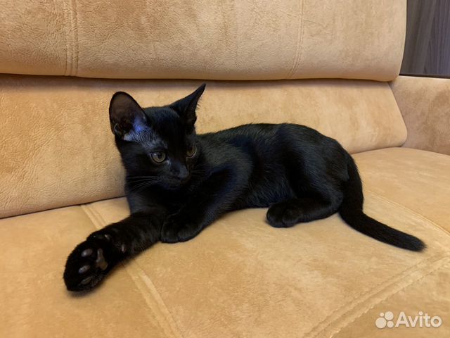 Бомбейский кот Бомбейский кот