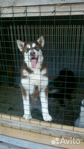 Щенки, много щенков