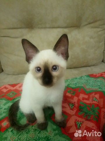 Сиамская кошечка Сиамская кошечка