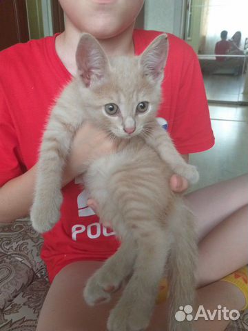 Брат и сестрёнка ищут добрых хозяев