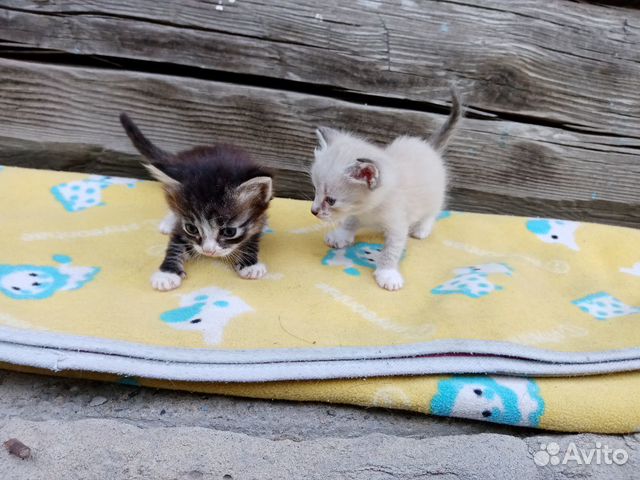 Кошка Кошка