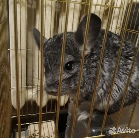 Шиншилла