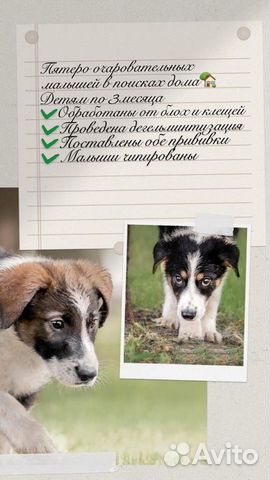 Собака