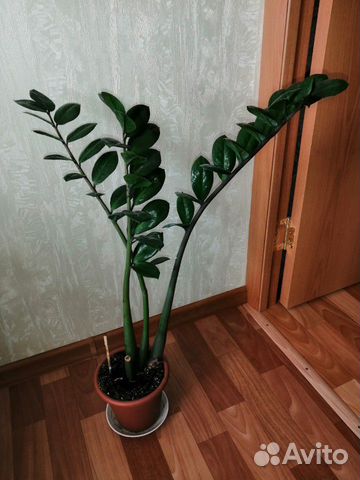 Замиокулькас Замиокулькас