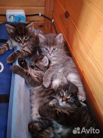 Кошка Кошка
