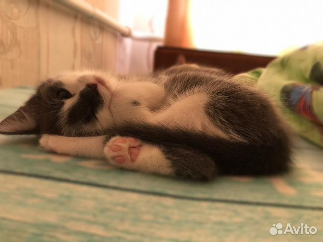 Котёнок в добрые руки