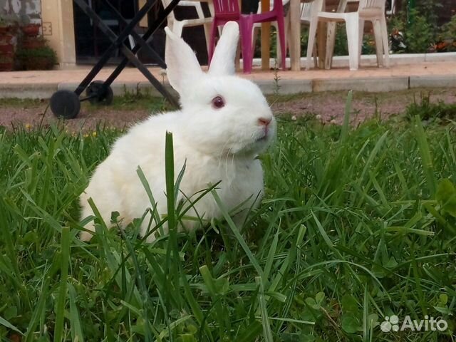 Кролики белый панон на разведение и мясо
