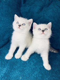 Британские котята шиншилла