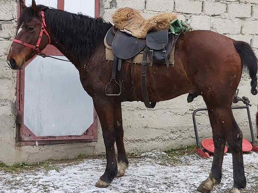 Лошади продажа в кабардино балкарии фото